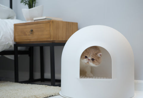 Igloo Cat Litter